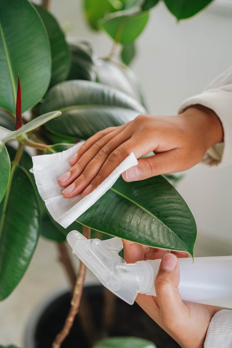 Woman Cleaning the Leaves of a Plant